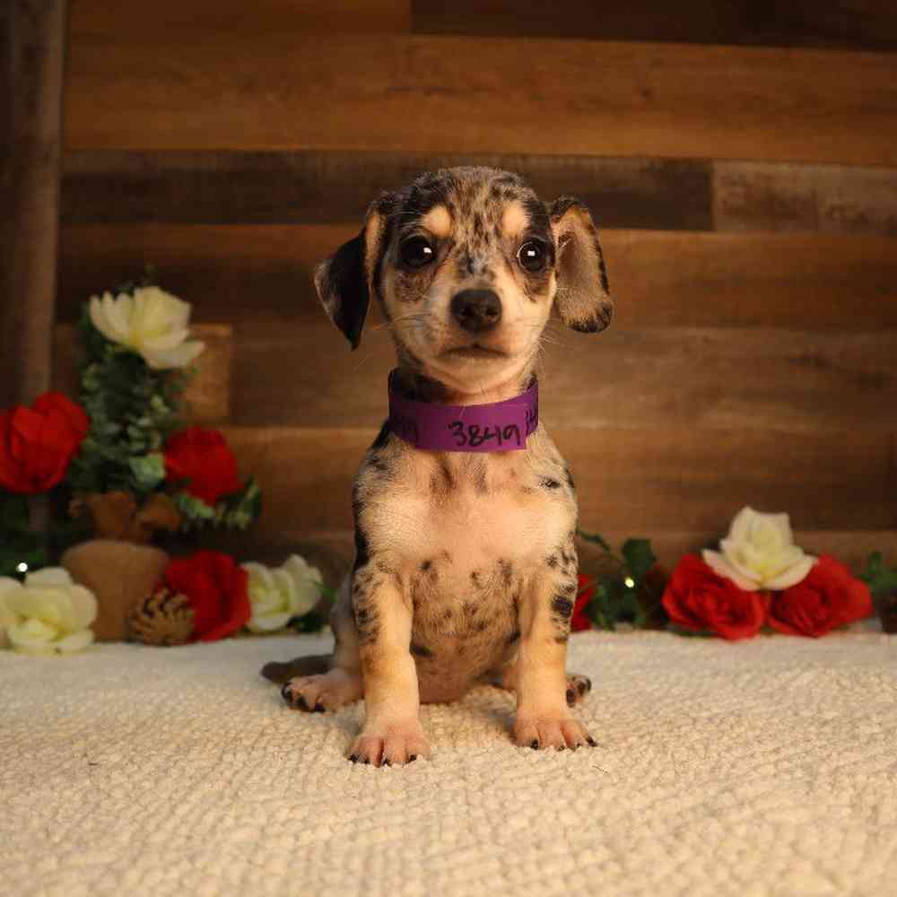 Female Chiweenie Puppy for Sale in Blaine, MN