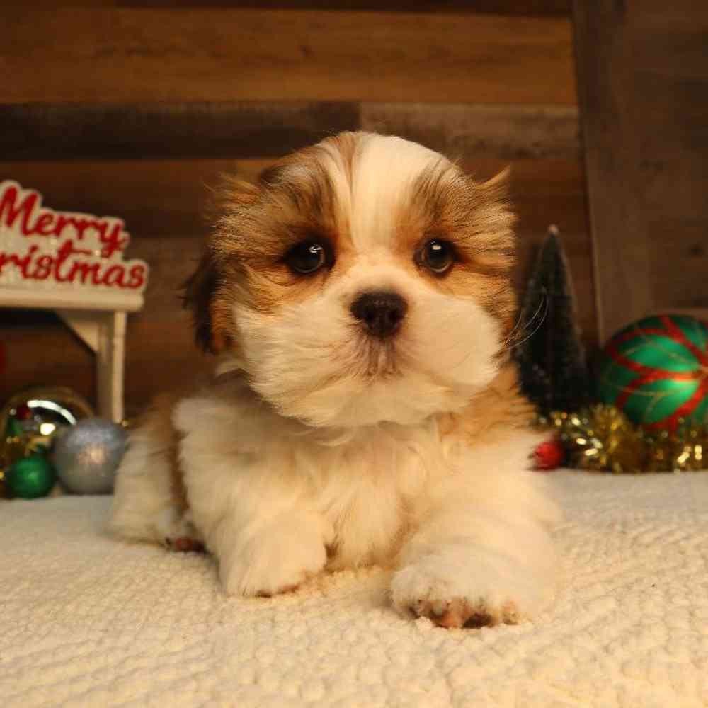 Male Malshi Puppy for Sale in Blaine, MN