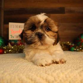 Shih Tzu