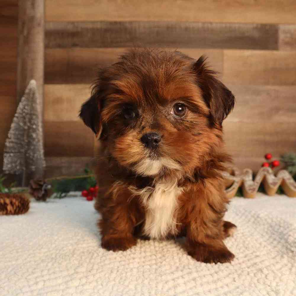 Female Shorkie Puppy for Sale in Blaine, MN