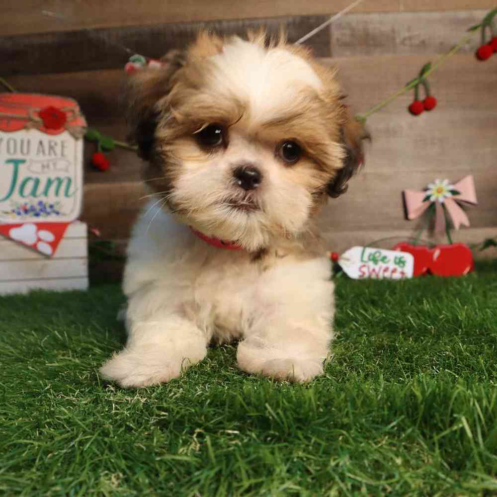 Female Shih Tzu Puppy for Sale in Blaine, MN