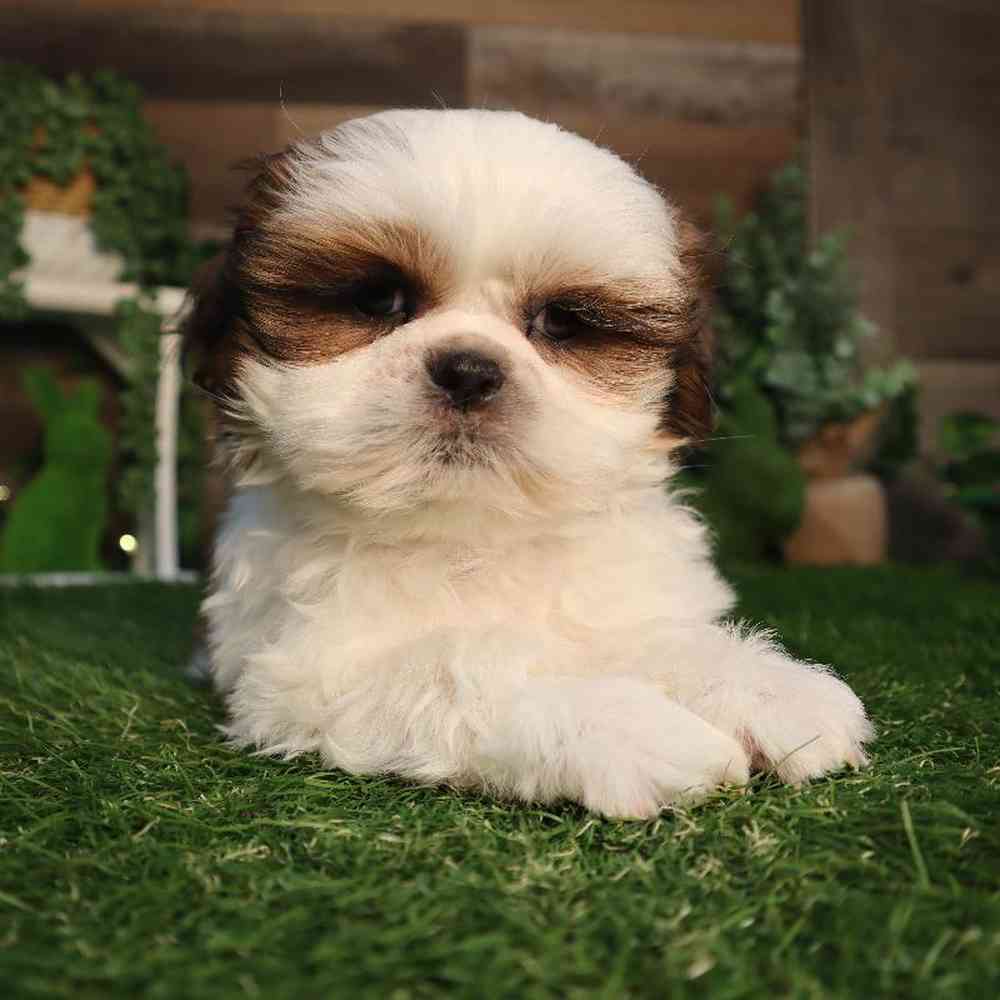 Male Shih Tzu Puppy for Sale in Blaine, MN