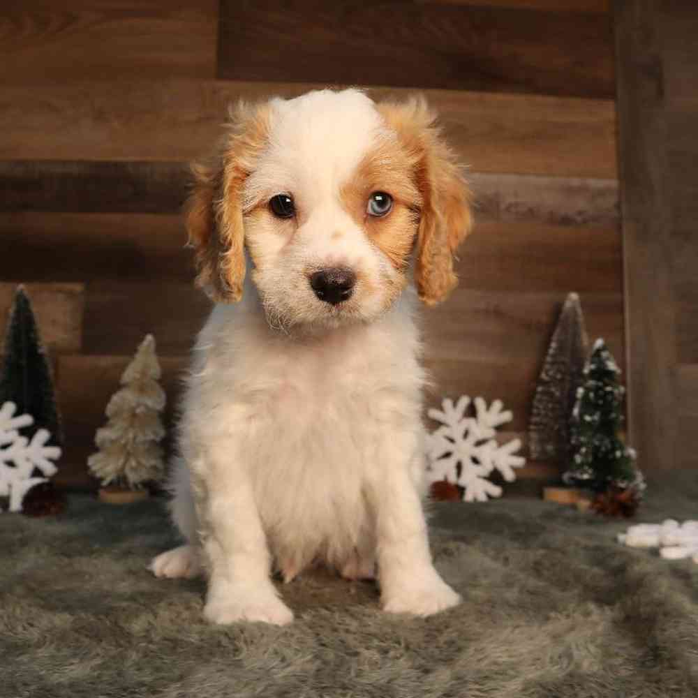 Image of a pet breed in the gallery