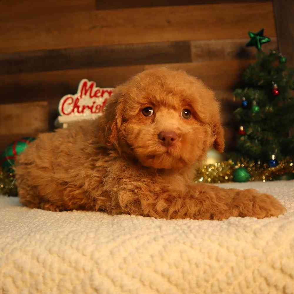 Male Mini Poodle Puppy for Sale in Blaine, MN