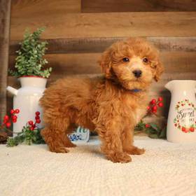 Mini Goldendoodle