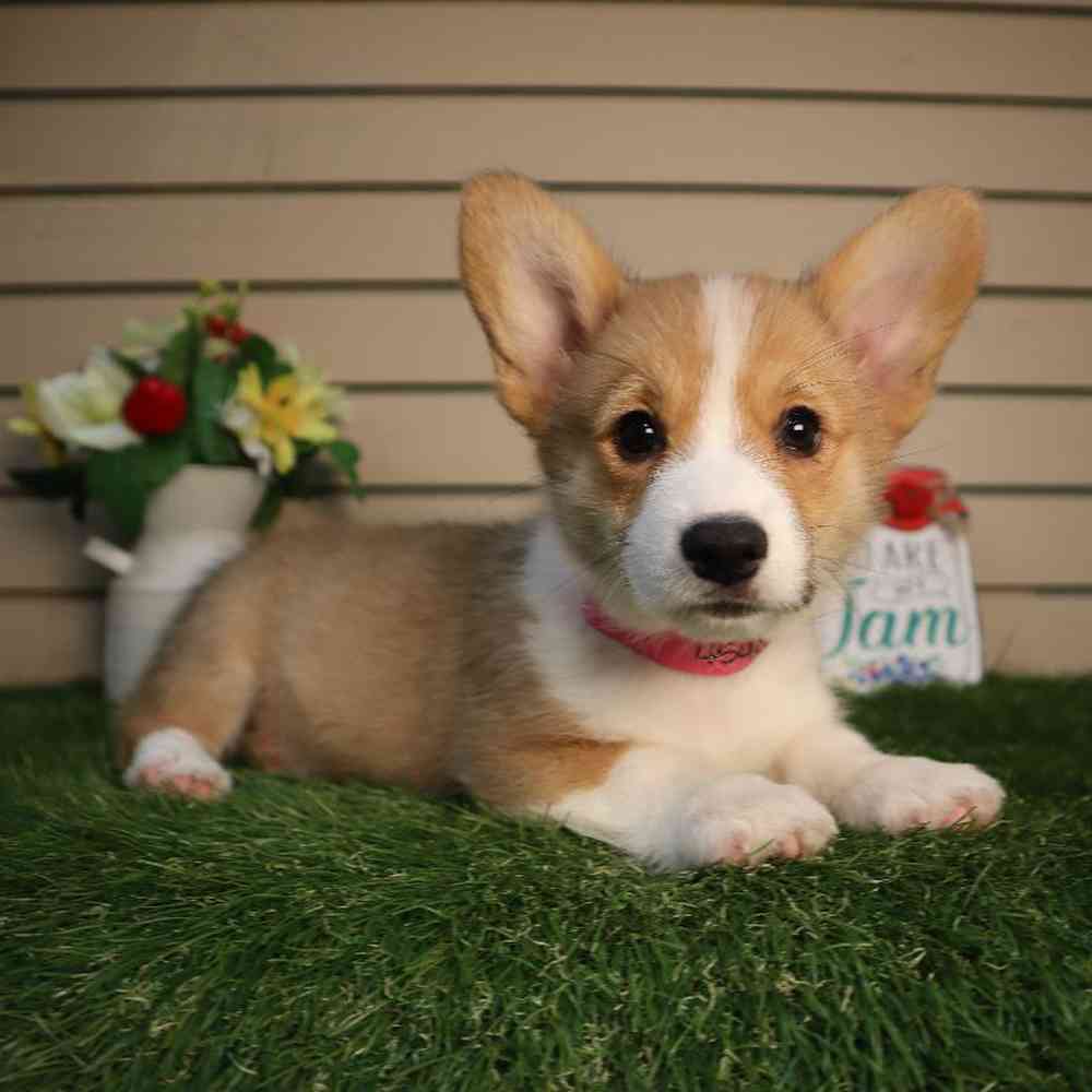 carousel pet images