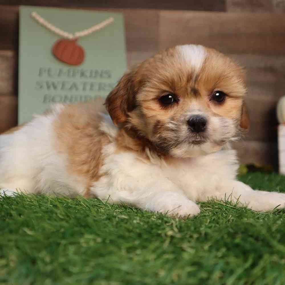 carousel pet images