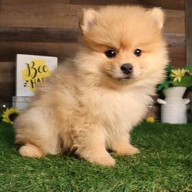 Pomeranian