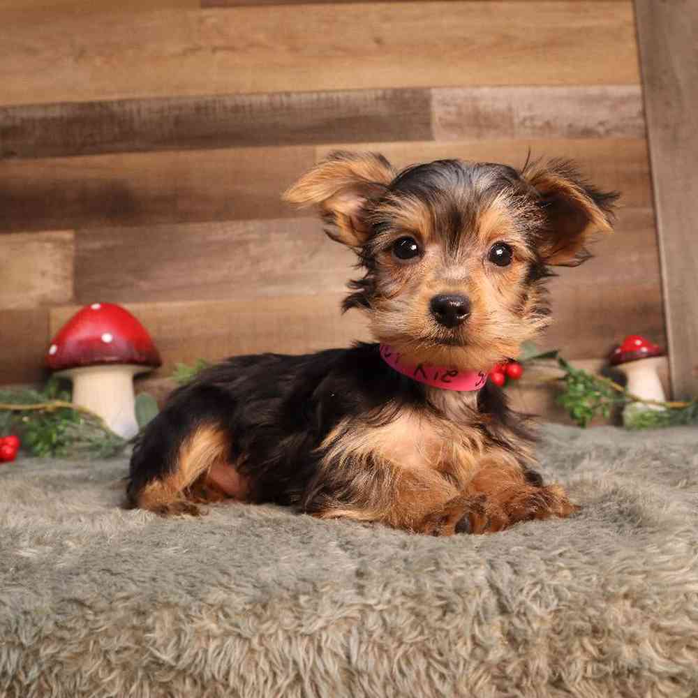Female Yorkshire Terrier Puppy for Sale in Blaine, MN