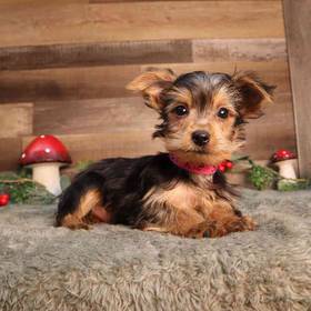 Yorkshire Terrier