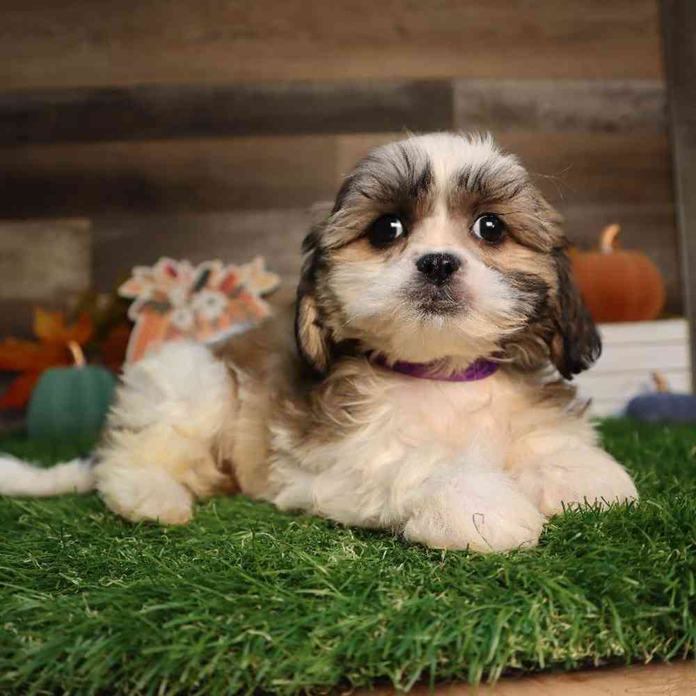 Female Cavatzu Puppy for Sale in Blaine, MN