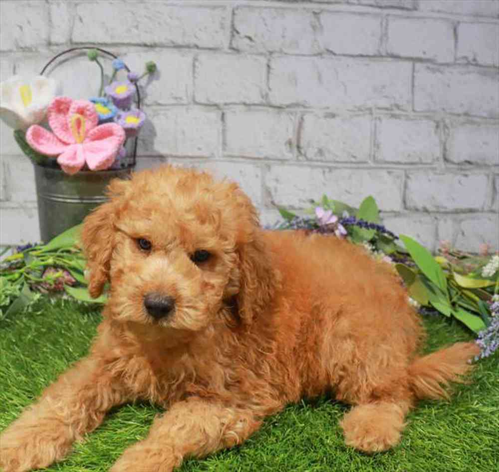 carousel pet images