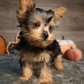 Yorkshire Terrier