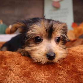 Yorkshire Terrier