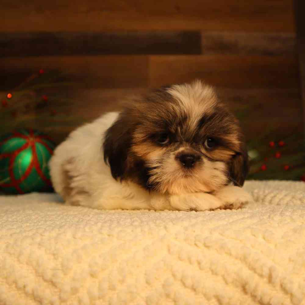 Male Shih Tzu Puppy for Sale in Blaine, MN