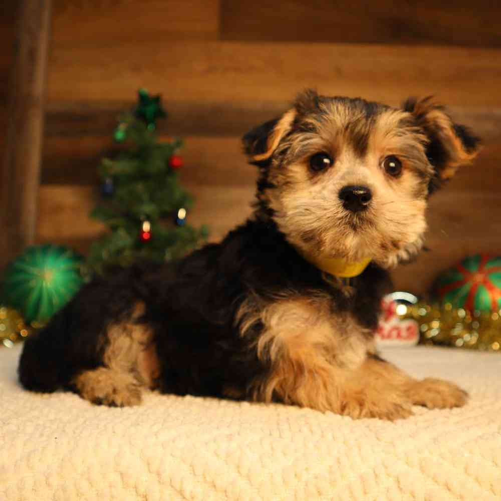 Female Morkie Puppy for Sale in Blaine, MN