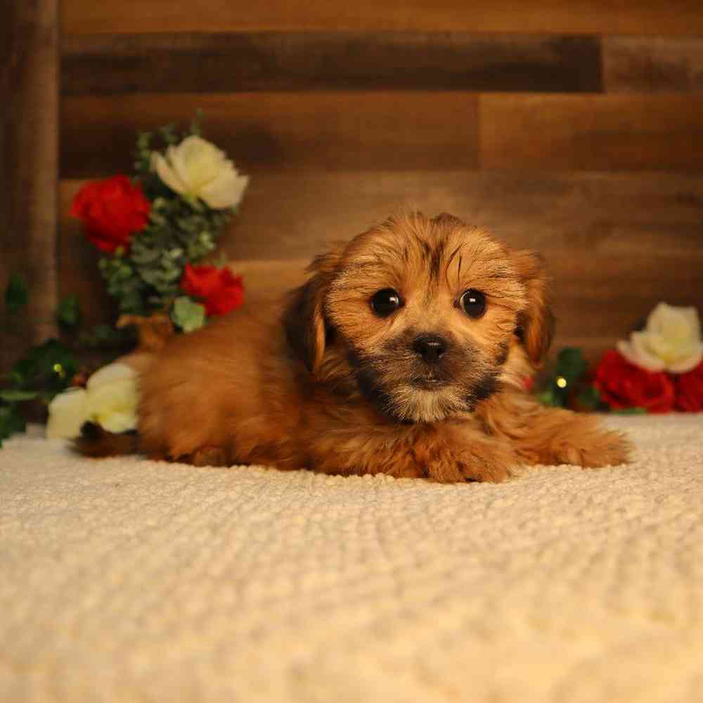 Female Shorkie Puppy for Sale in Blaine, MN