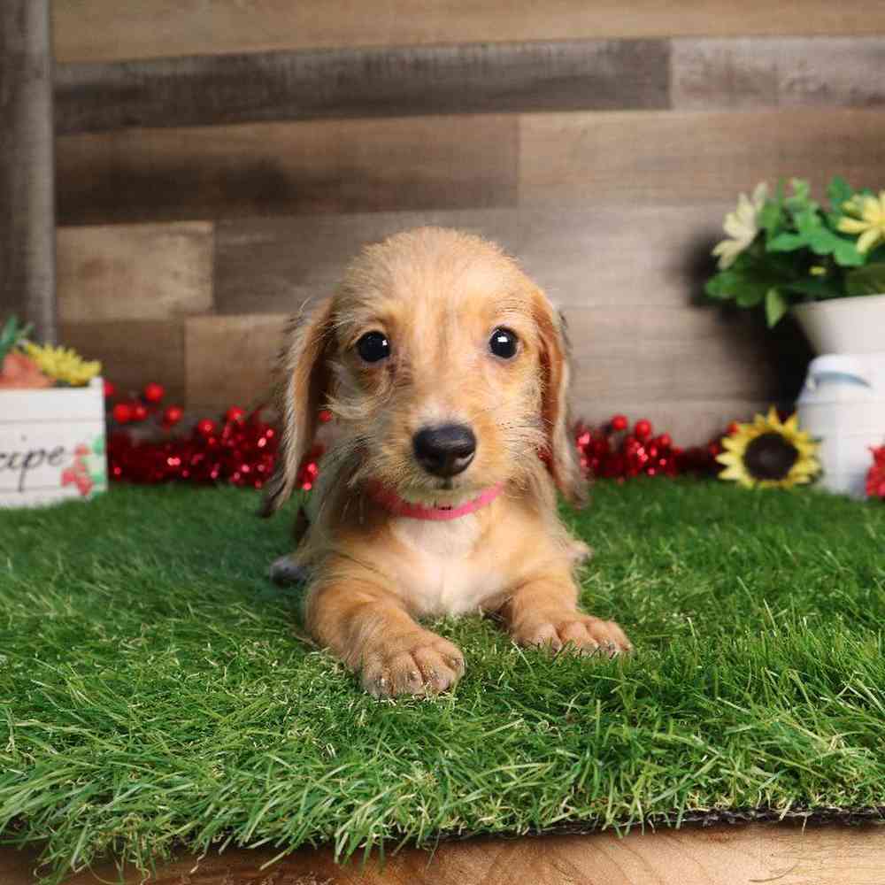 Image of a pet breed in the gallery