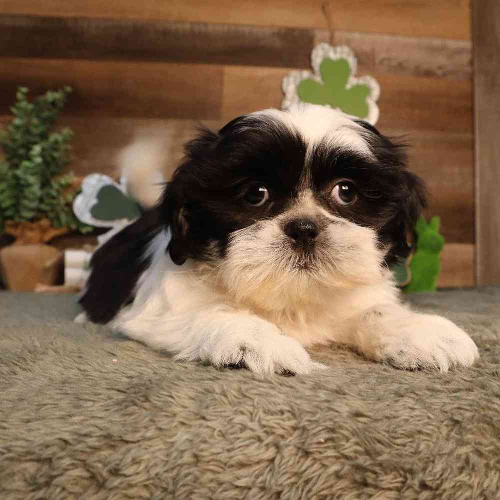 Image of a pet breed in the gallery