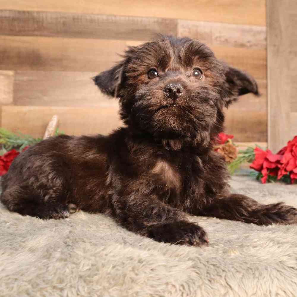 Male Yorkie-Poo Puppy for Sale in Blaine, MN