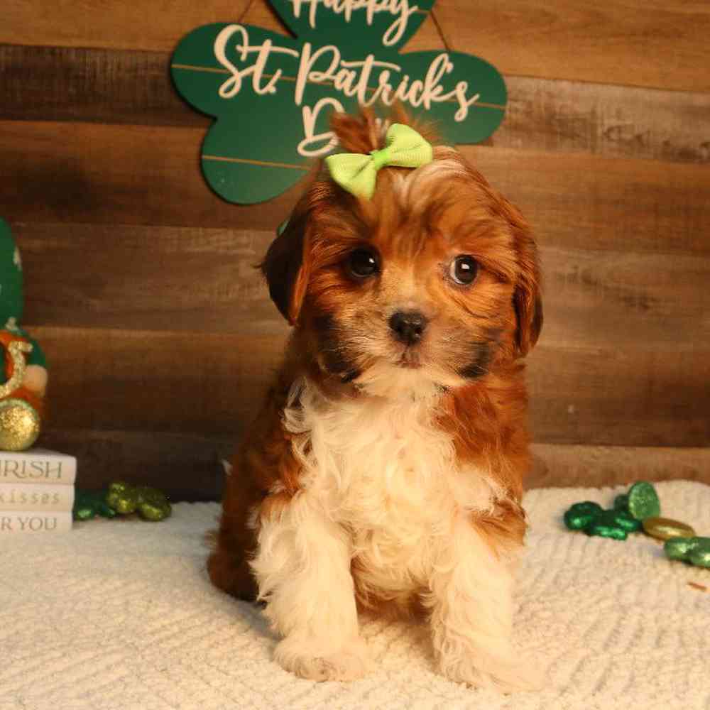 Female Shipoo Puppy for Sale in Blaine, MN