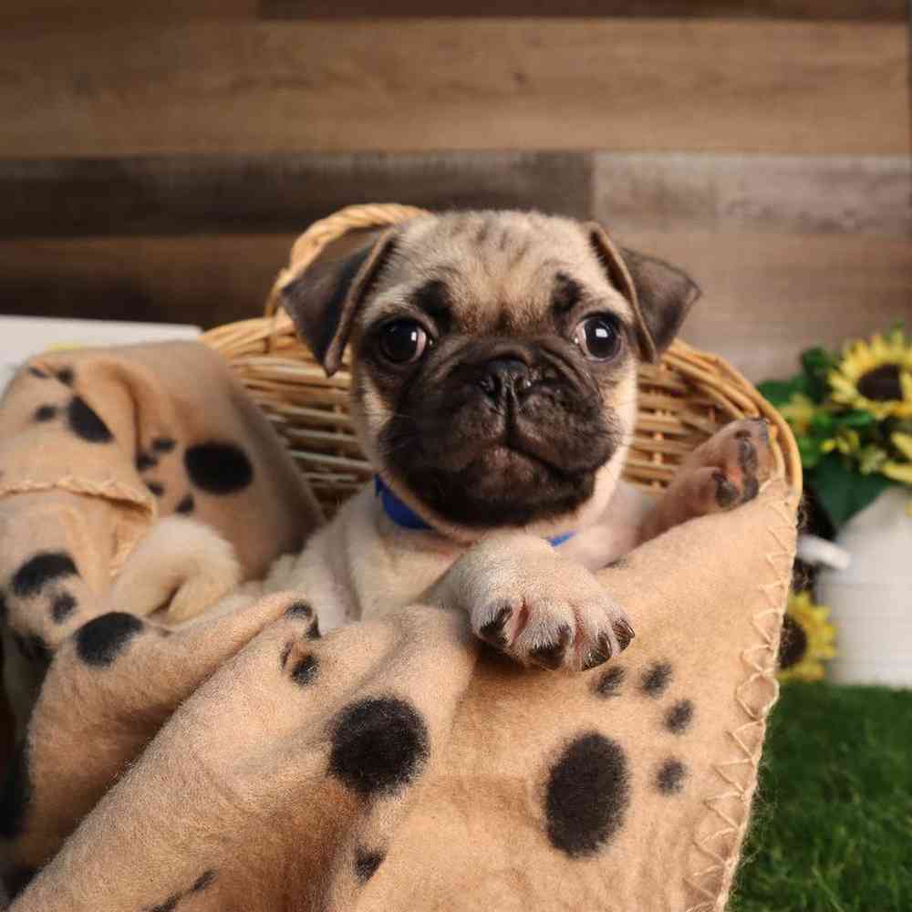 Male Pug Puppy for Sale in Blaine, MN
