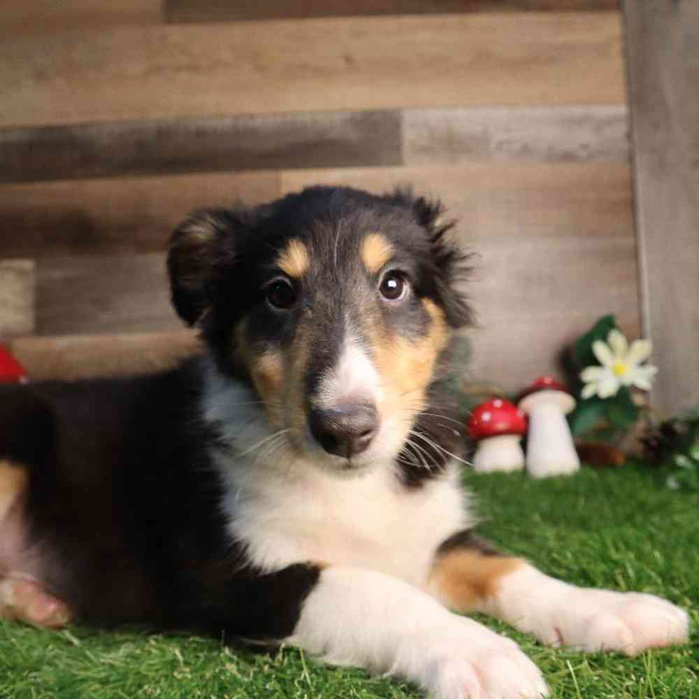Image of a pet breed in the gallery