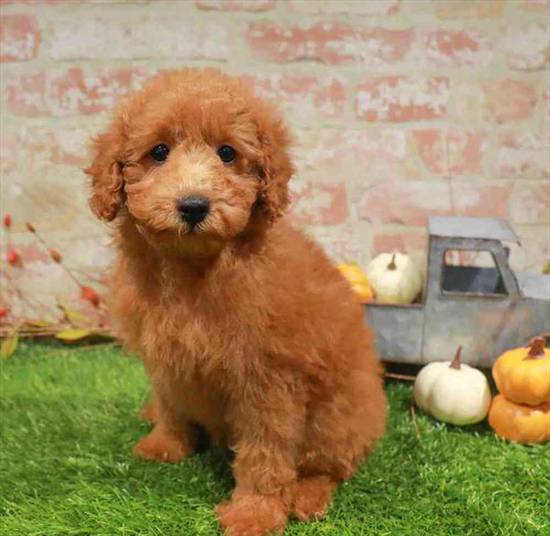 Poodle