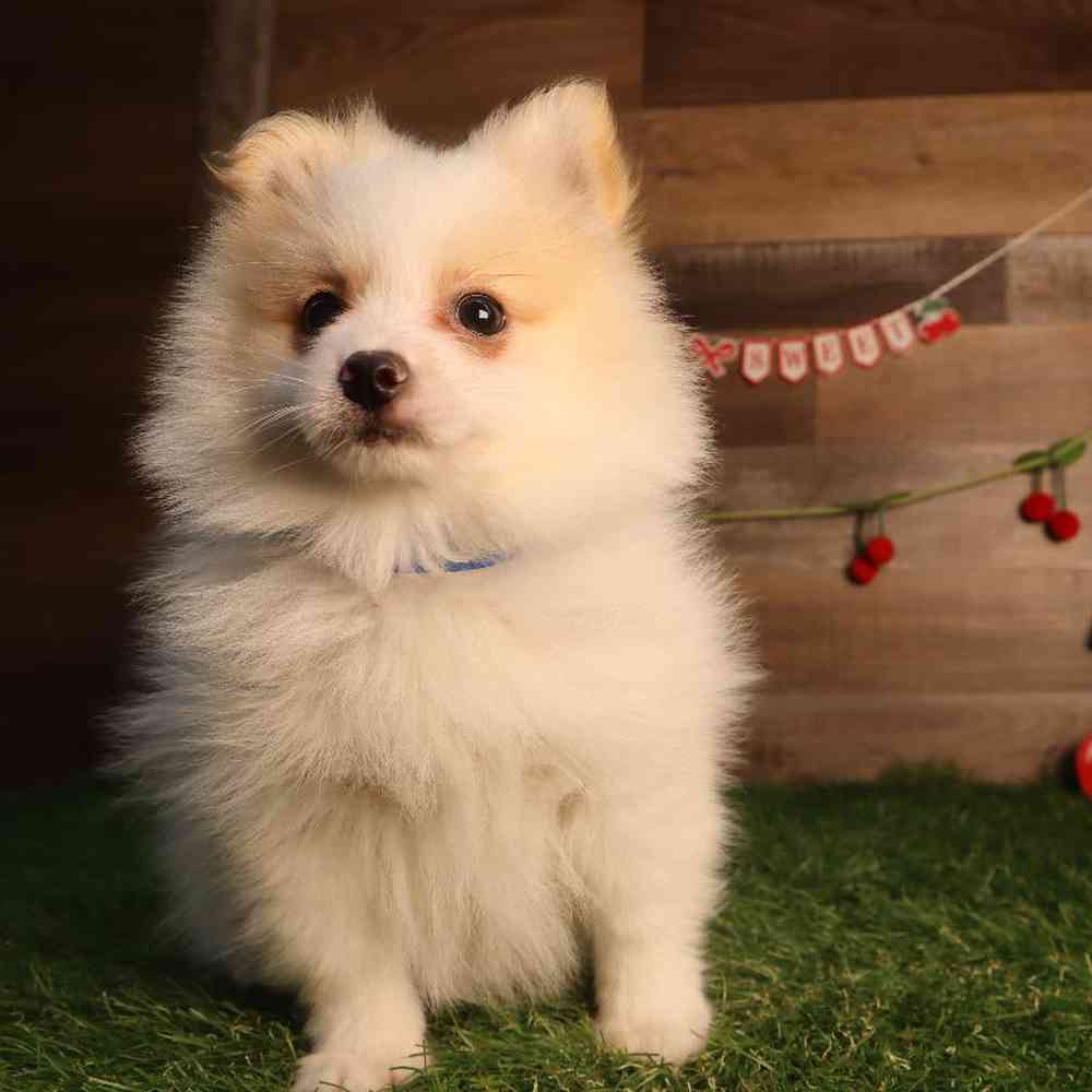 Image of a pet breed in the gallery