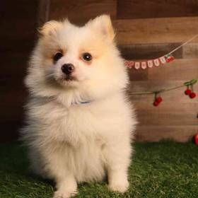 Pomeranian