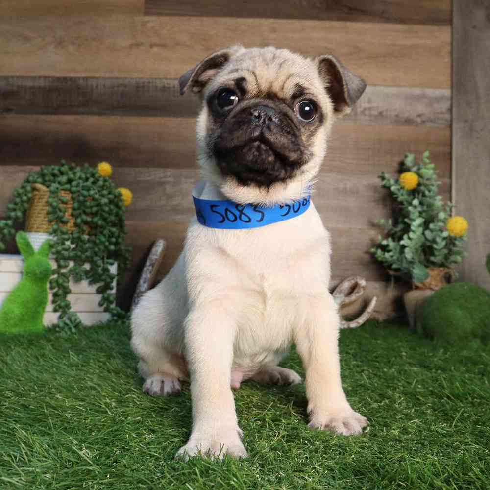Male Pug Puppy for Sale in Blaine, MN