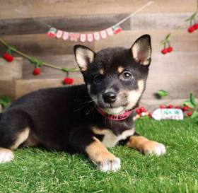 Shiba Inu