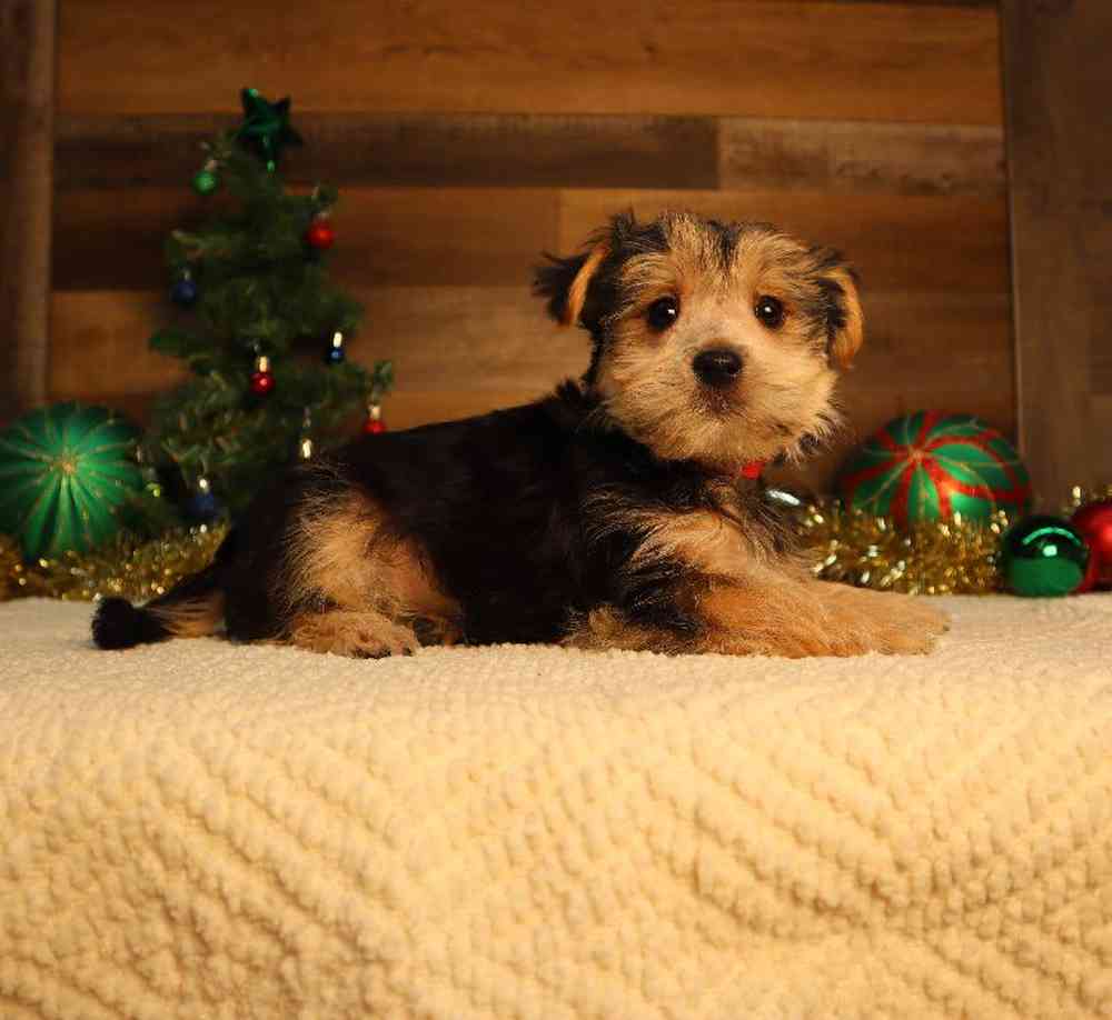 Male Morkie Puppy for Sale in Blaine, MN