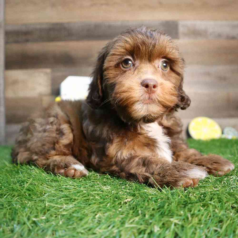 carousel pet images