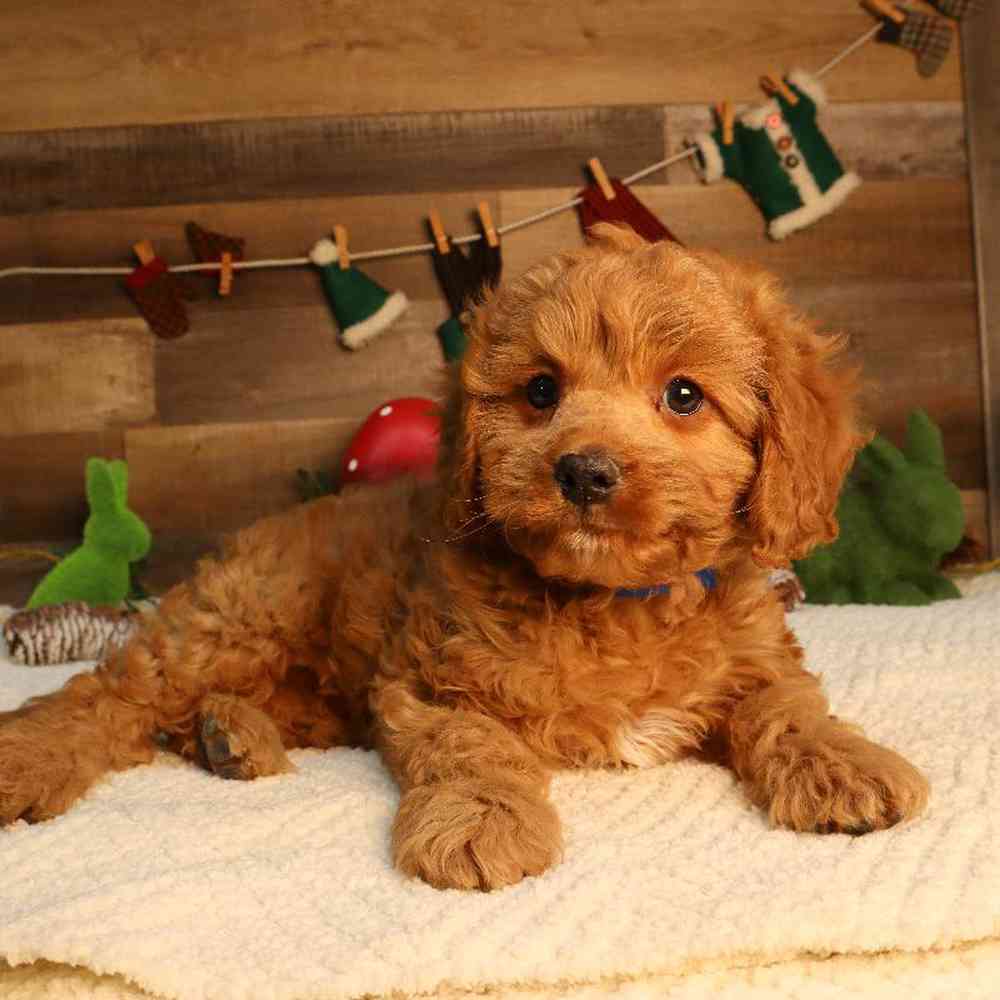 Male Cavapoo Puppy for Sale in Blaine, MN