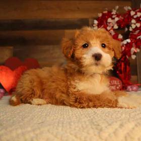 Mini Goldendoodle 2nd Gen