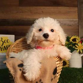 Bichon Frise