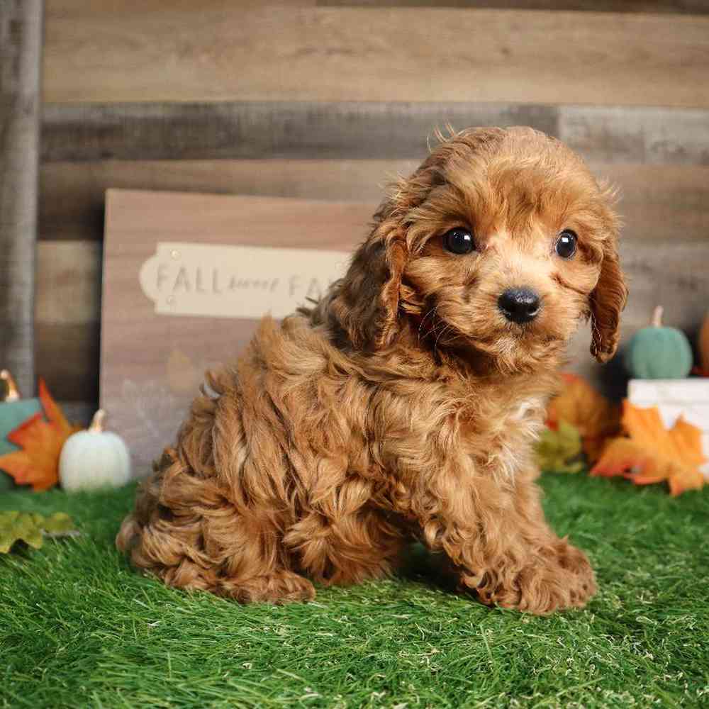 carousel pet images