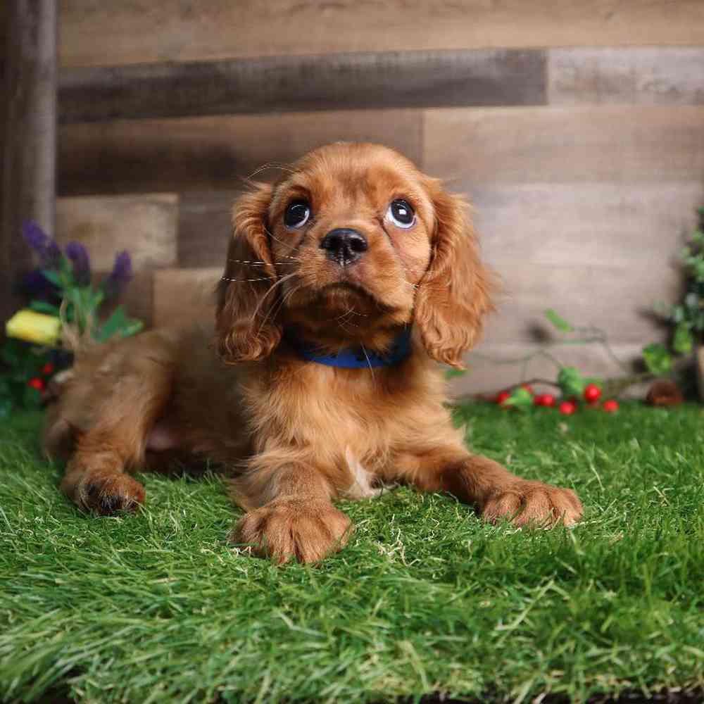 carousel pet images