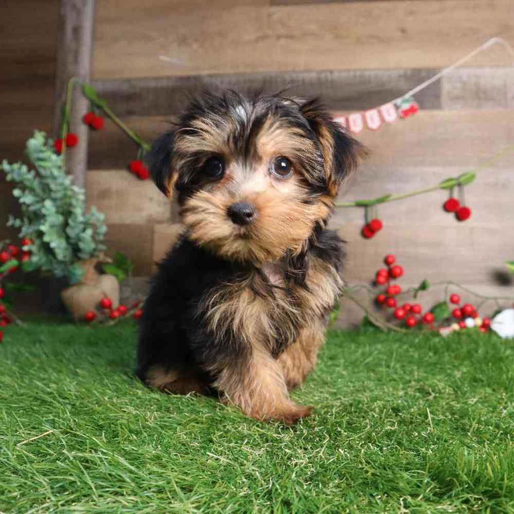Female Yorkshire Terrier Puppy for Sale in Blaine, MN