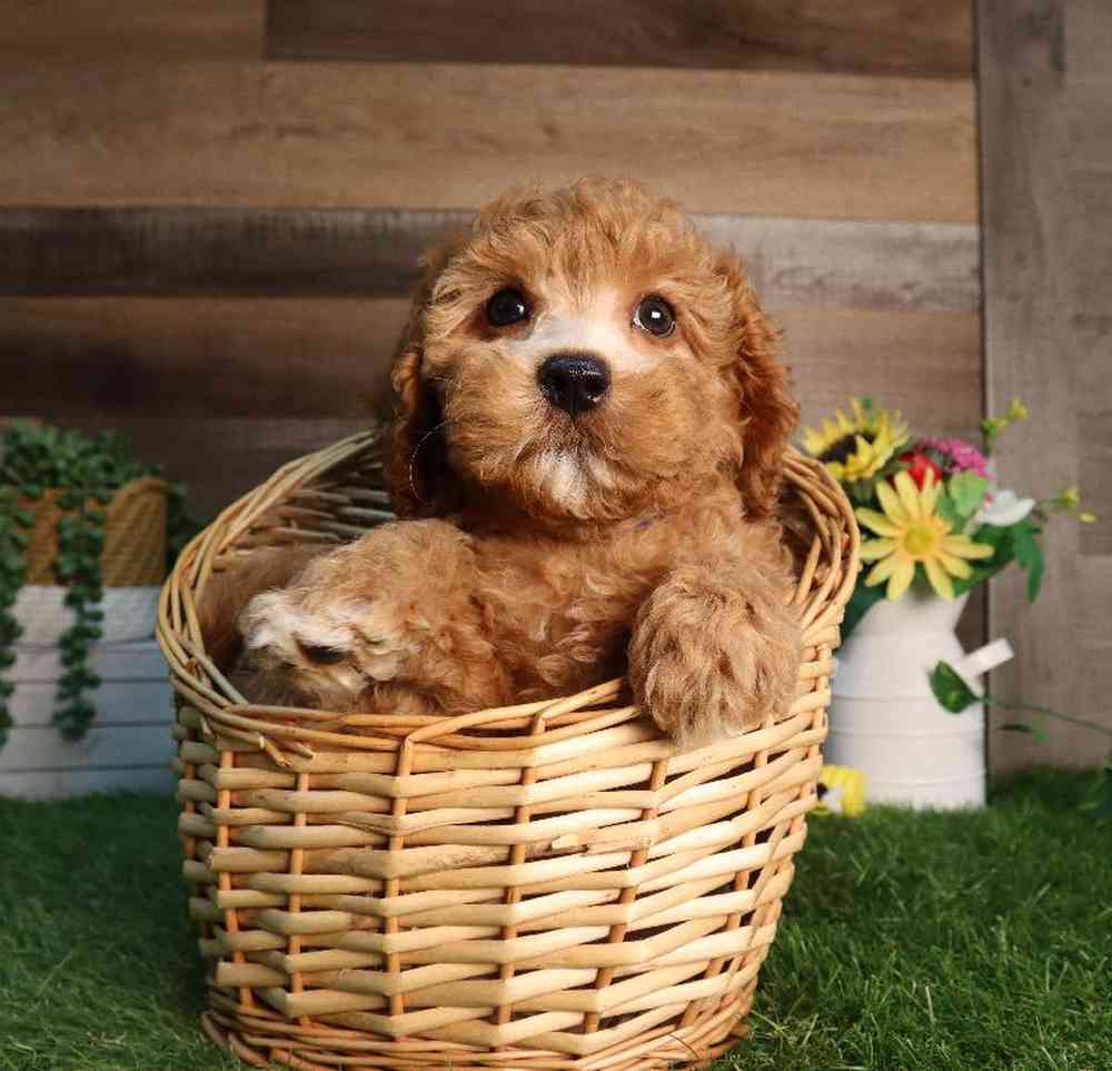 Male Cavapoo Puppy for Sale in Blaine, MN