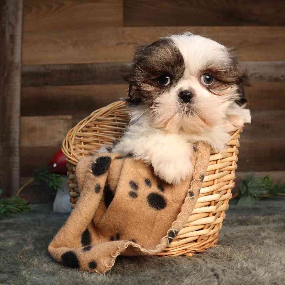 Male Shih Tzu Puppy for Sale in Blaine, MN
