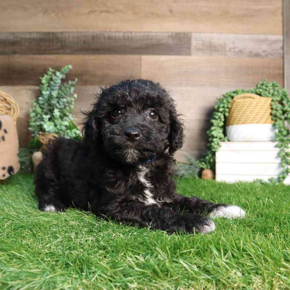 Male Mini Poodle Puppy for Sale in Blaine, MN