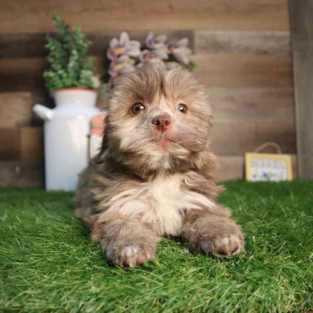 carousel pet images