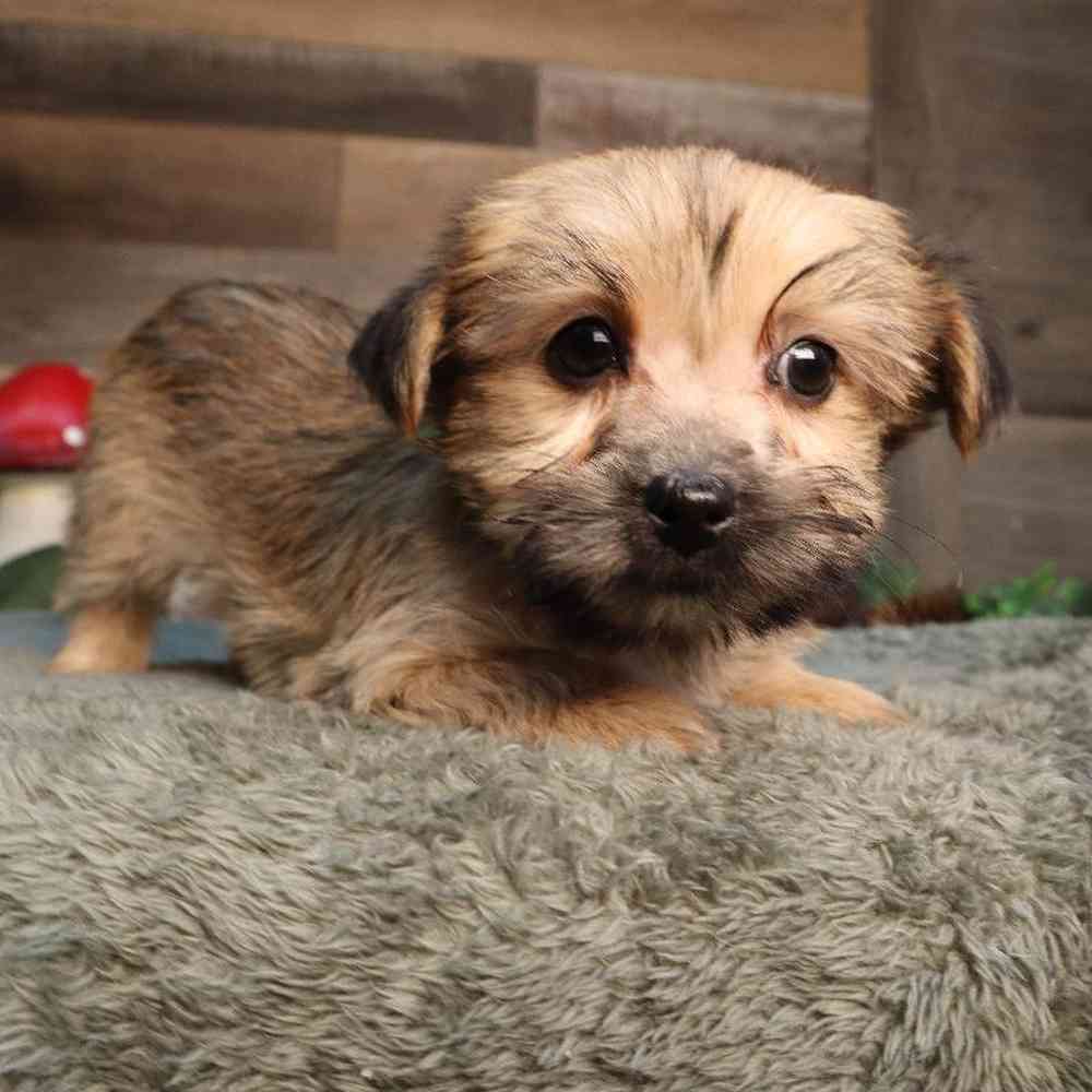 Female Yochon Puppy for Sale in Blaine, MN