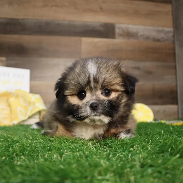 Female Shiranian Puppy for Sale in Blaine, MN image