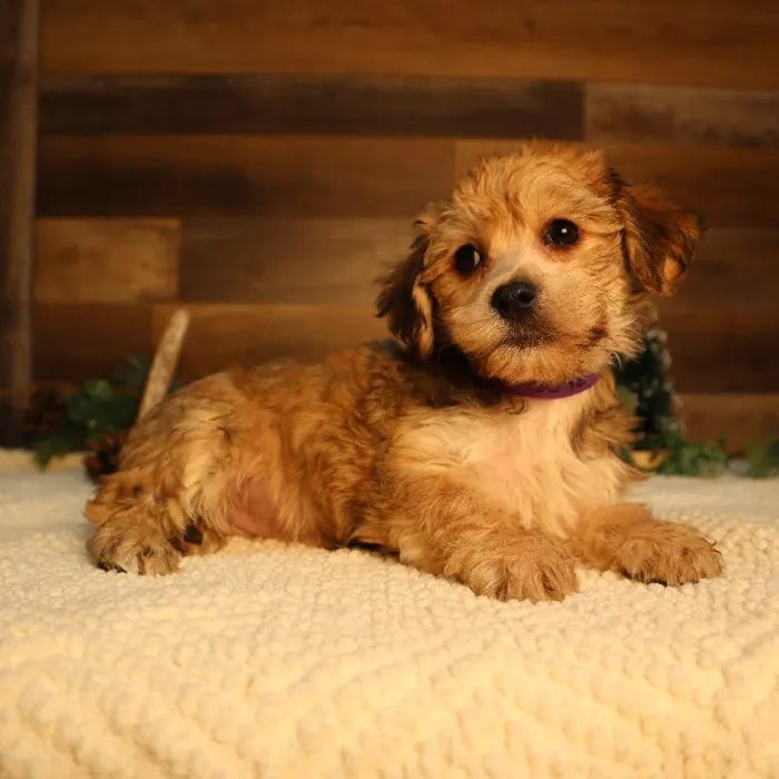 Female Yochon Puppy for Sale in Blaine, MN image
