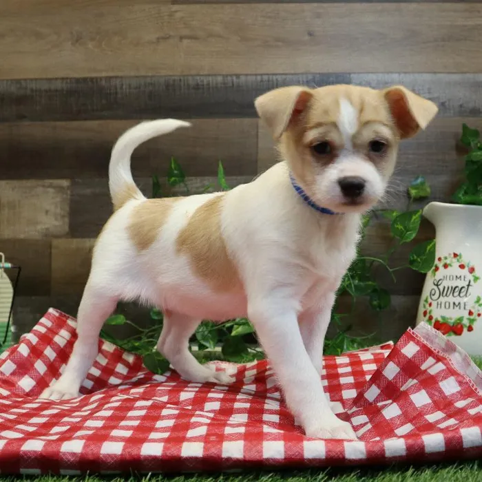Male Shih Tzu-Rat Terrier Puppy for sale image