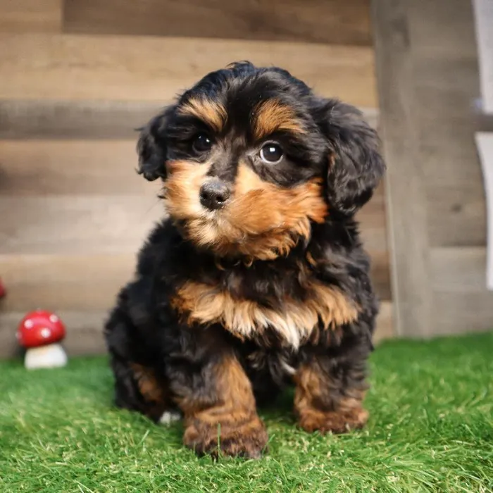 Female Mini Bernedoodle 2nd gen Puppy for Sale in Blaine, MN image