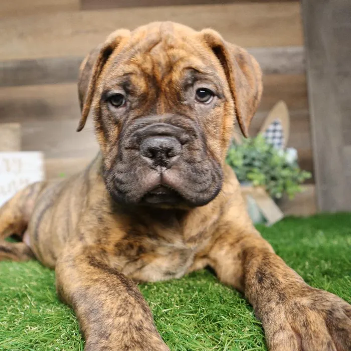 Female Bull Mastiff Puppy for Sale in Blaine, MN image
